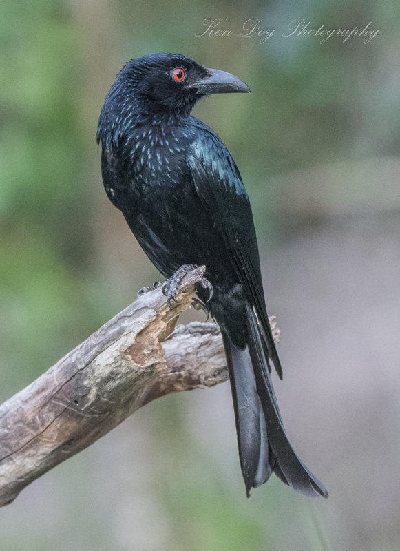 Spangled Drongo