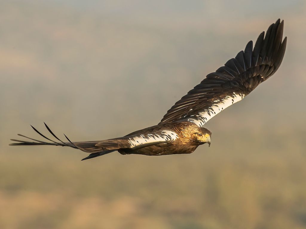 Spanish Imperial Eagle