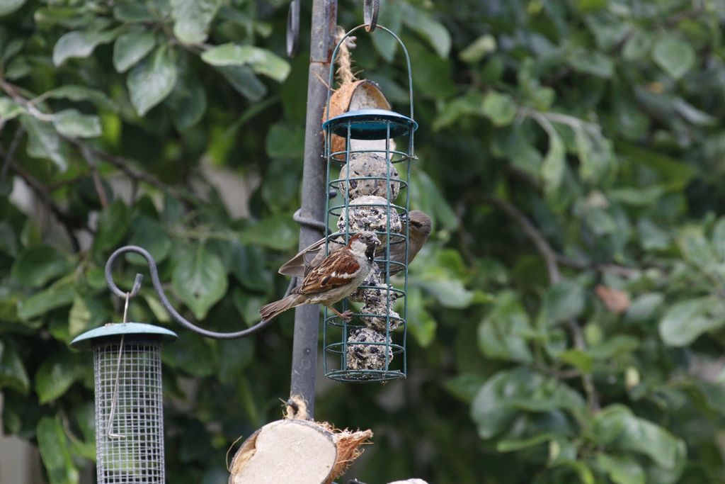 Sparrow and starling sharing