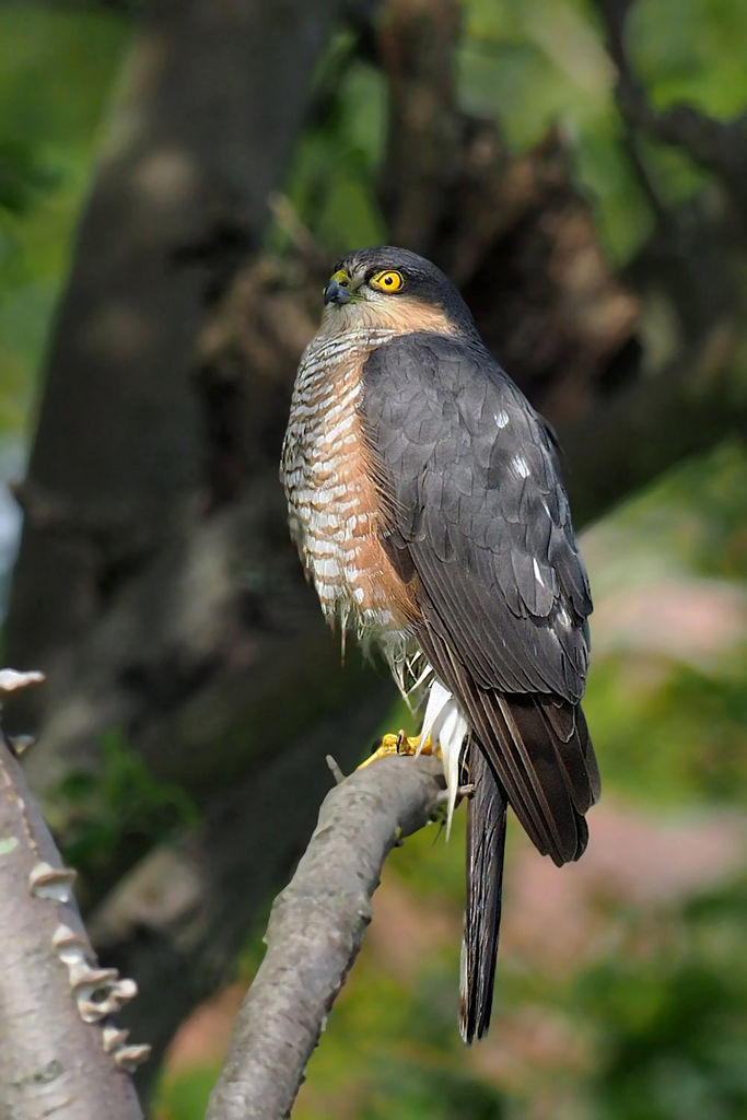 Sparrow Hawk In my tree