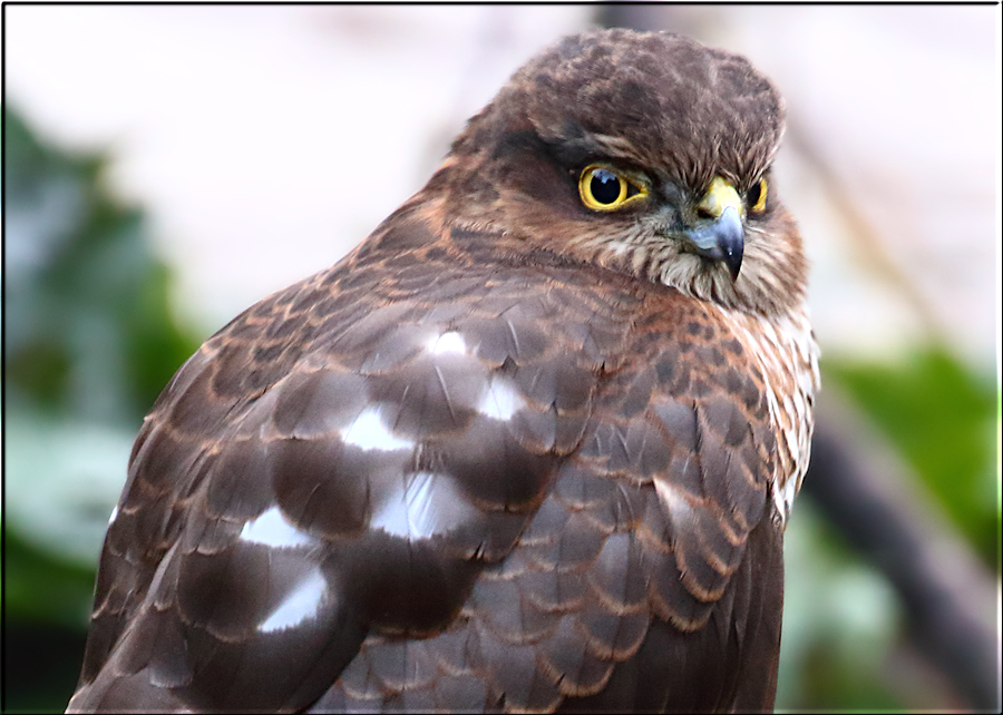 Sparrow Hawk