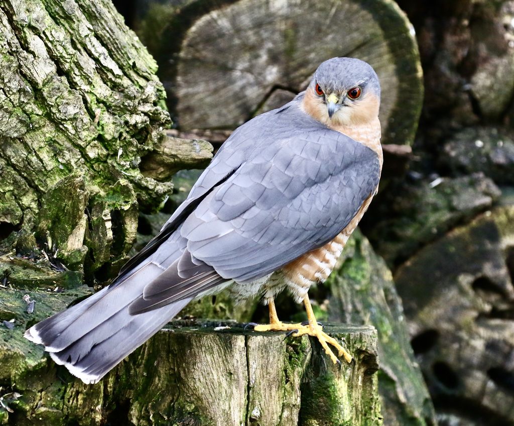 sparrow hawk