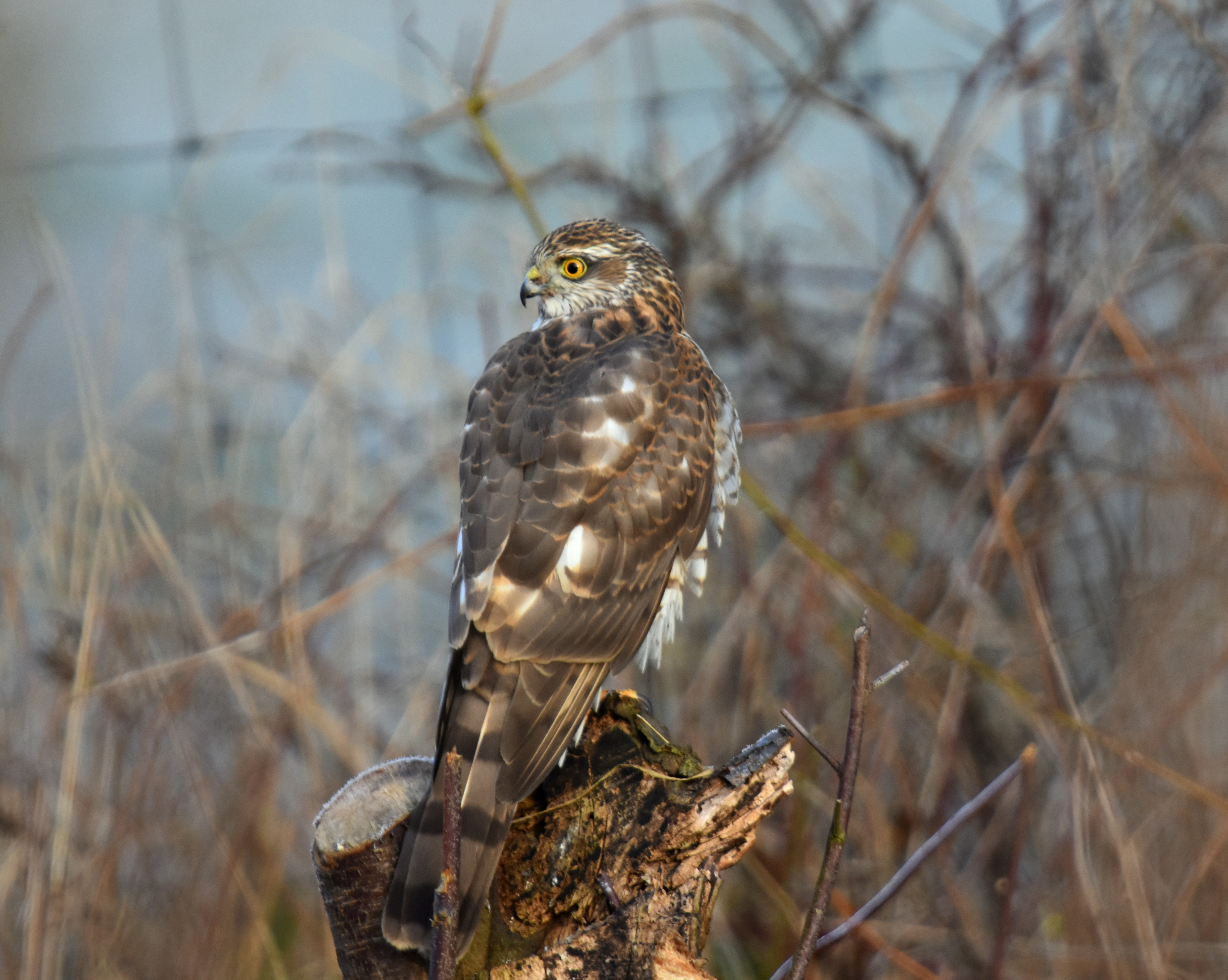 Sparrow hawk