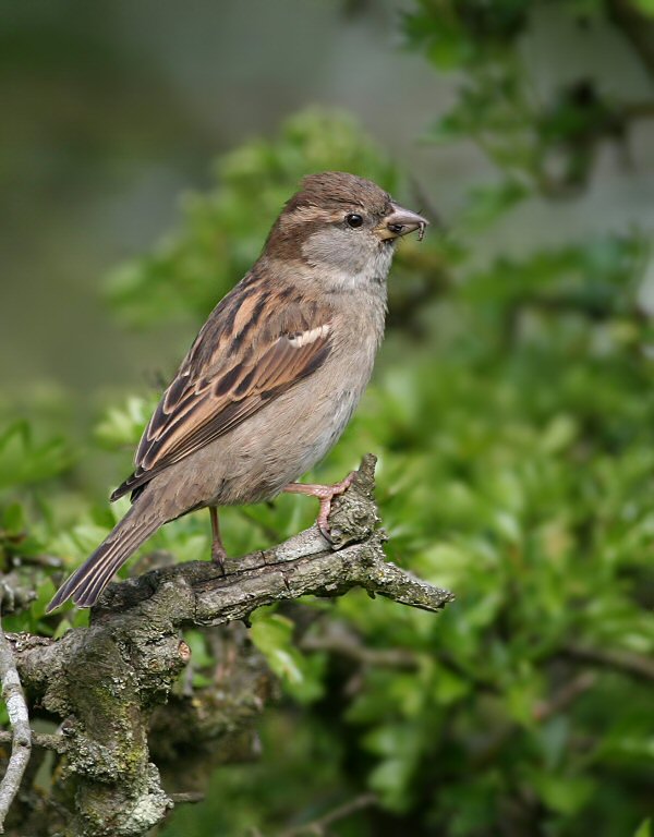 Sparrow