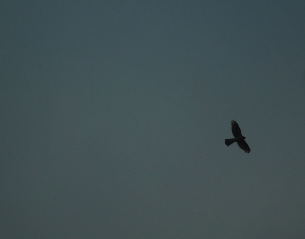 Sparrowhawk Cambridge