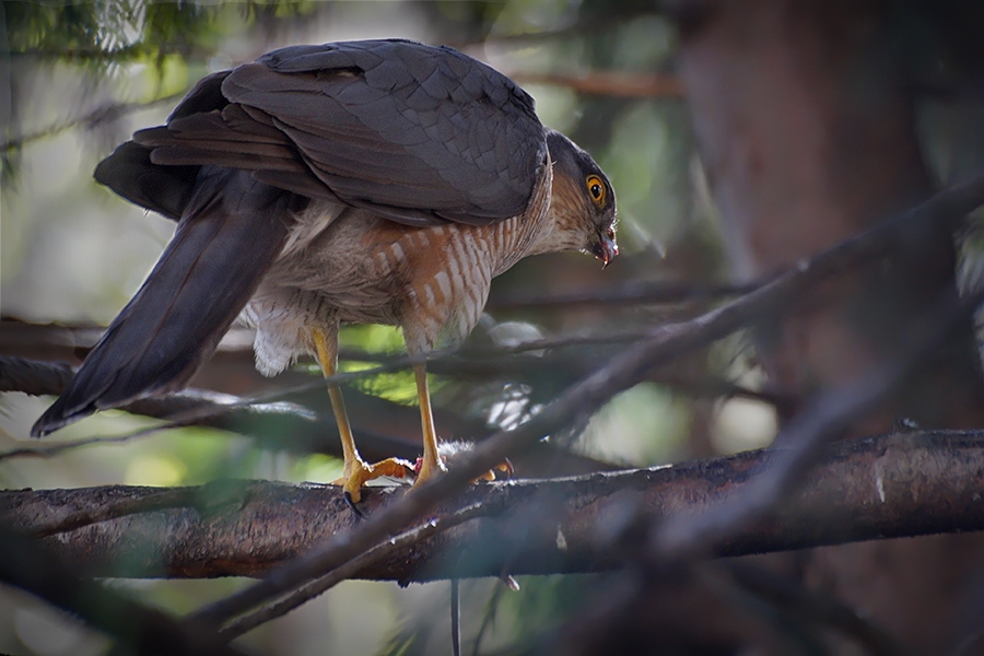 Sparrowhawk with another Mouse