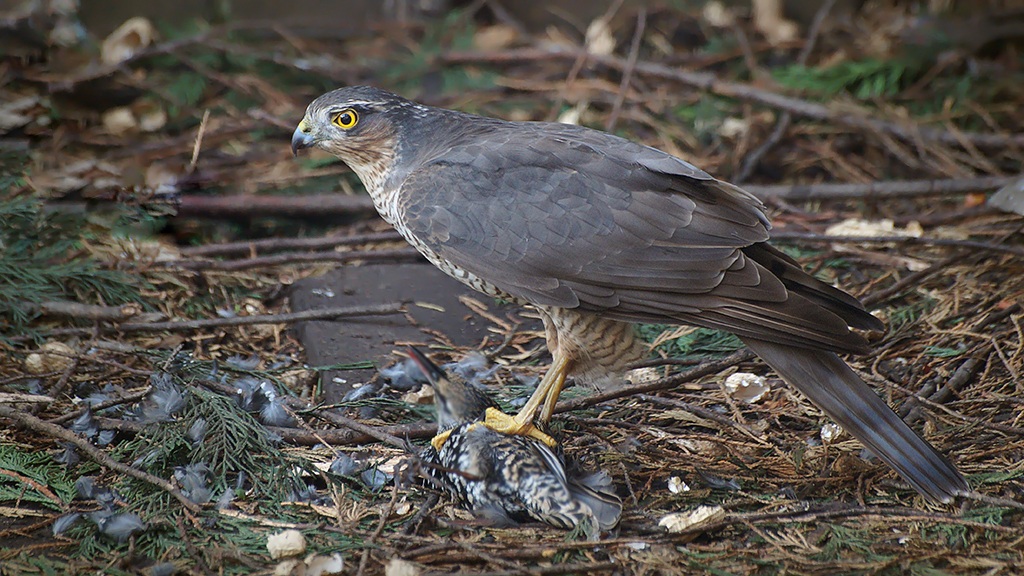 Sparrowhawk with prey (from yesterday)