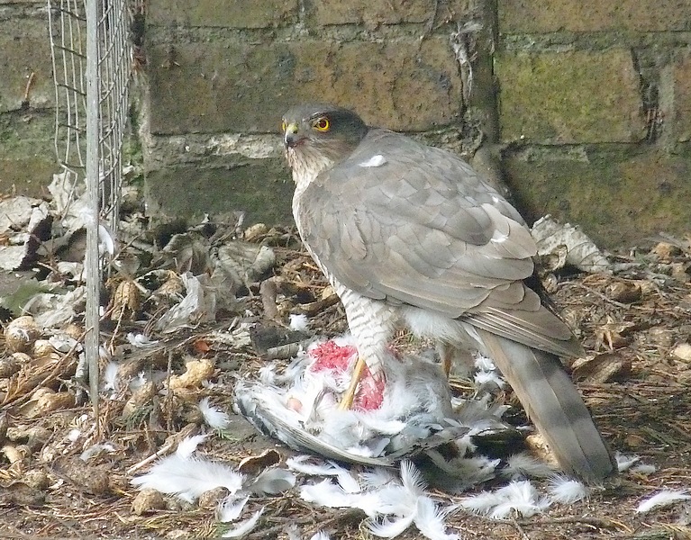 Sparrowhawk with prey