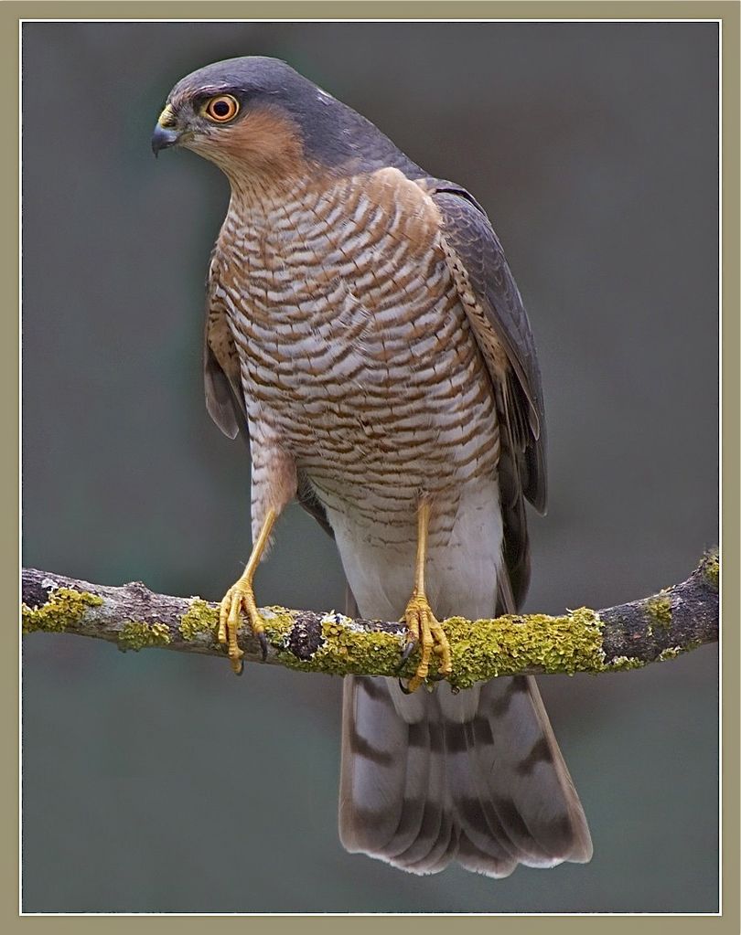 Sparrowhawk