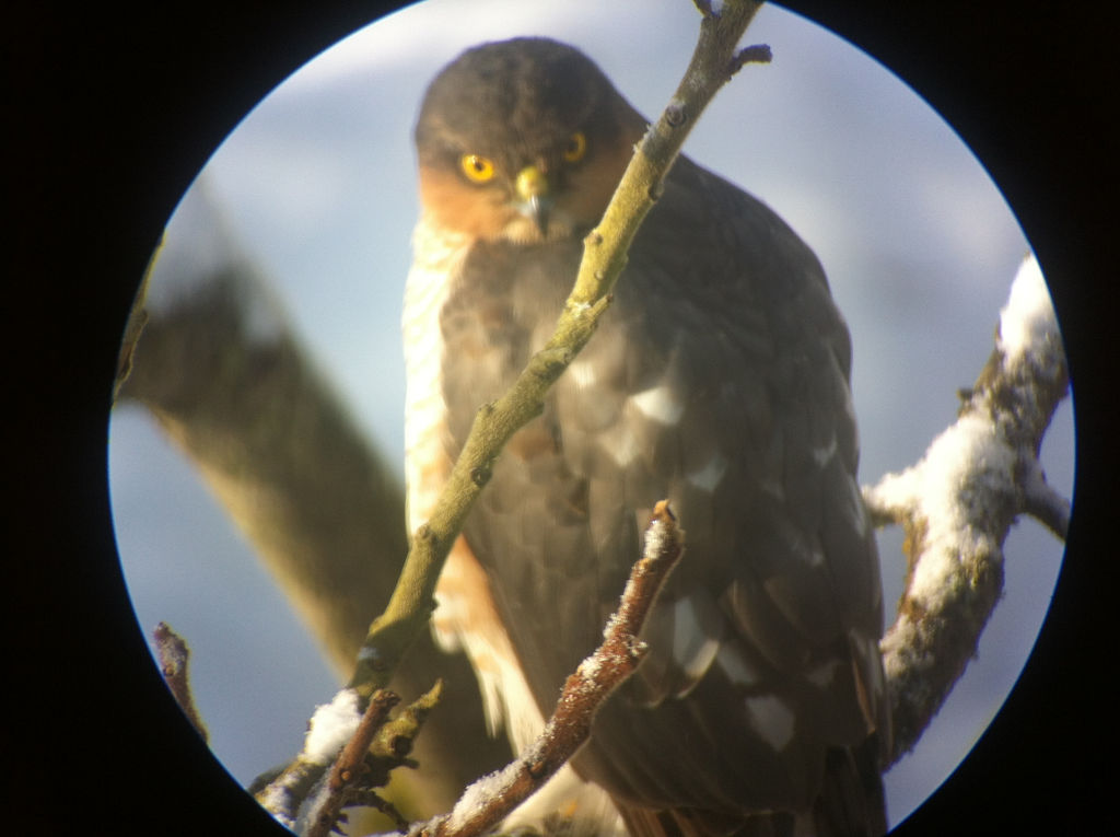 sparrowhawk