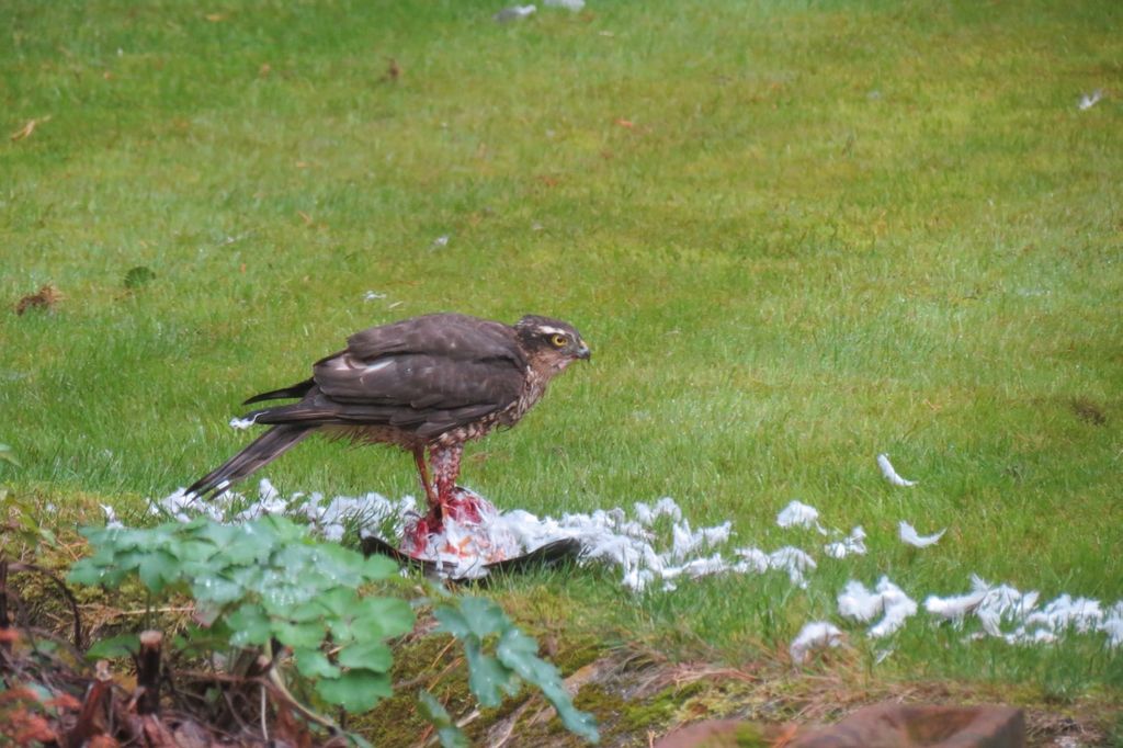 Sparrowhawk