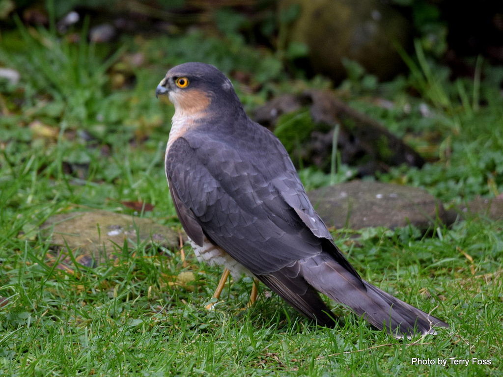 Sparrowhawk