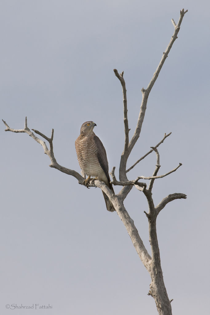 Sparrowhawk