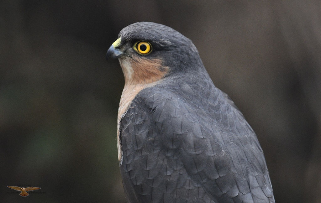 Sparrowhawk