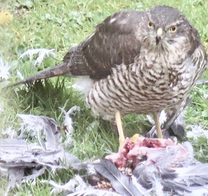 Sparrowhawk?