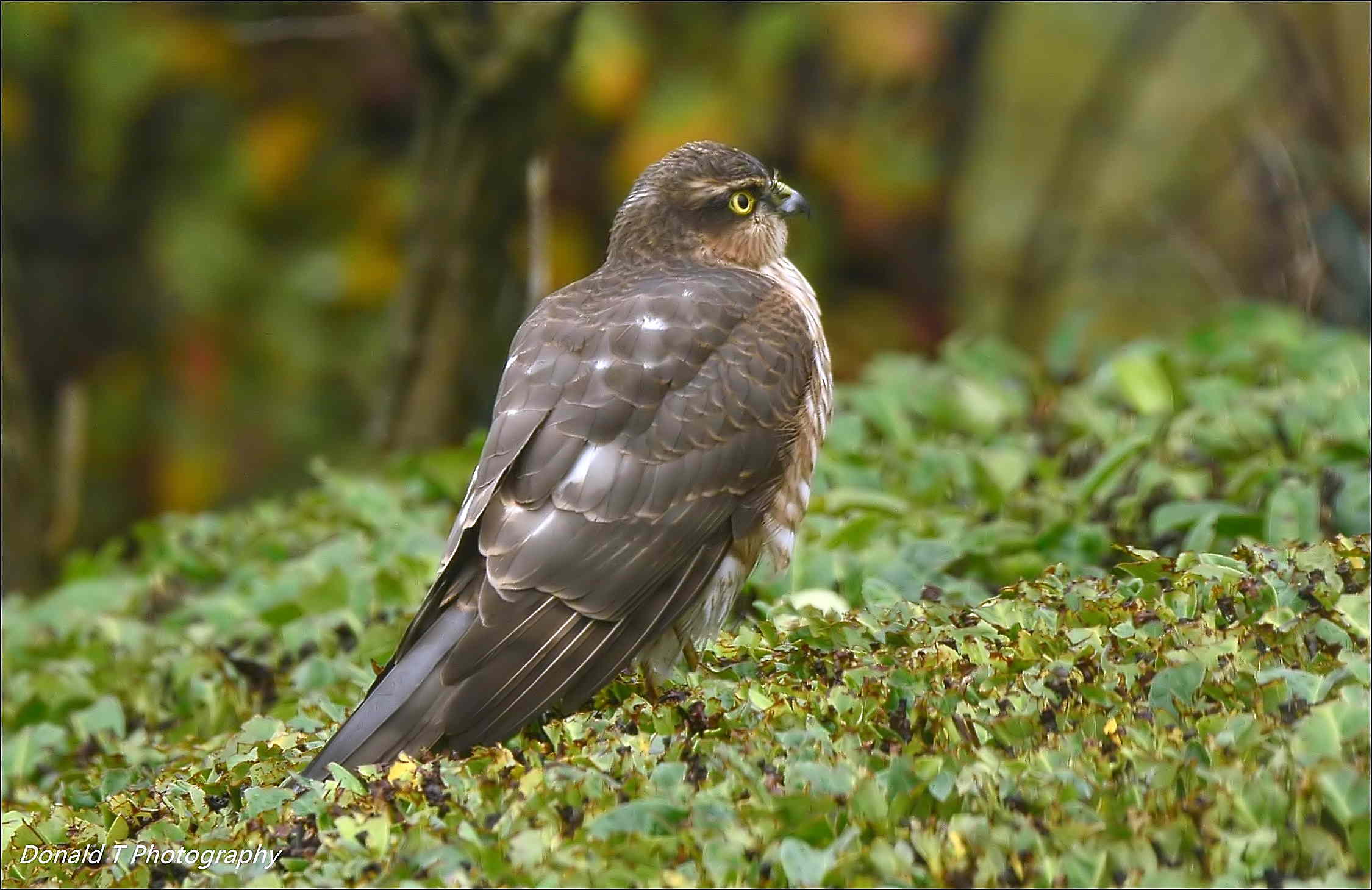 Sparrowhawk