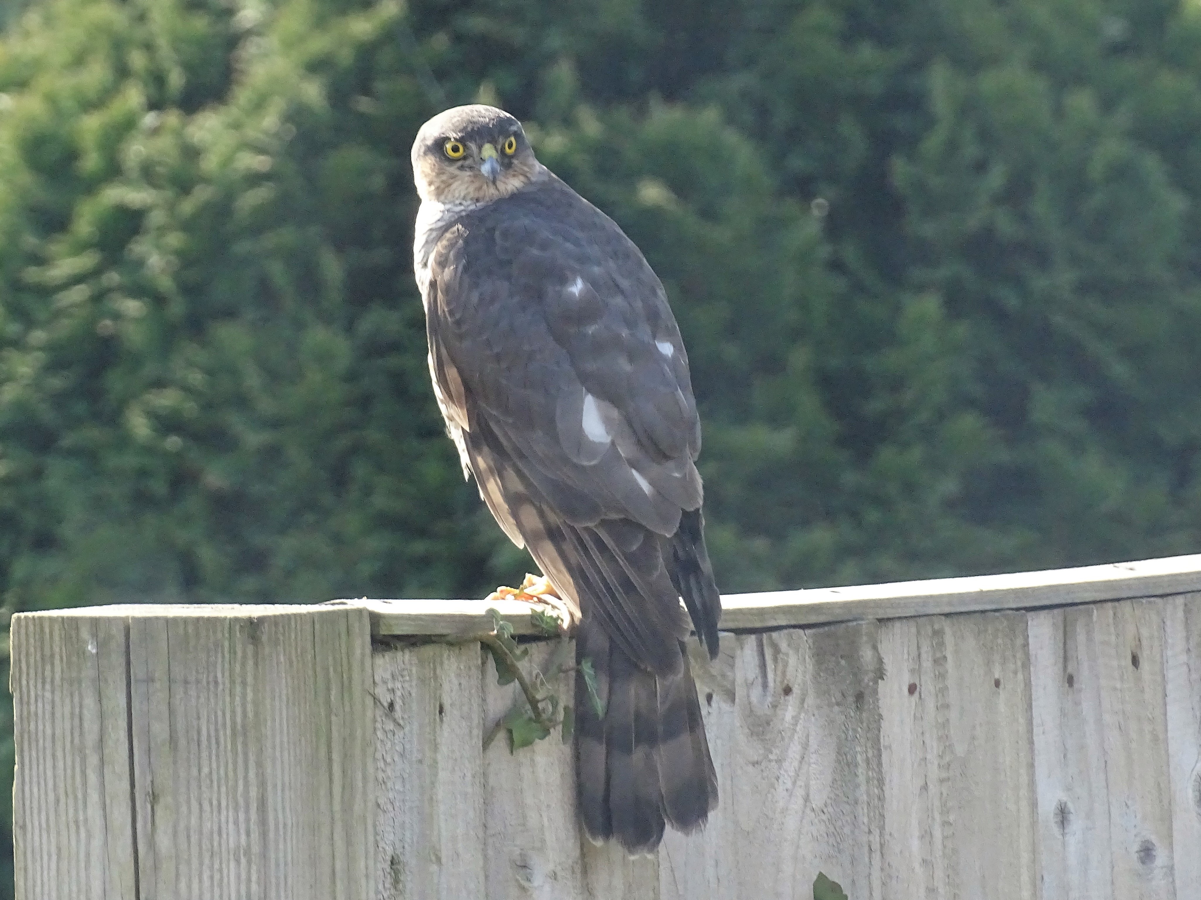 Sparrowhawk