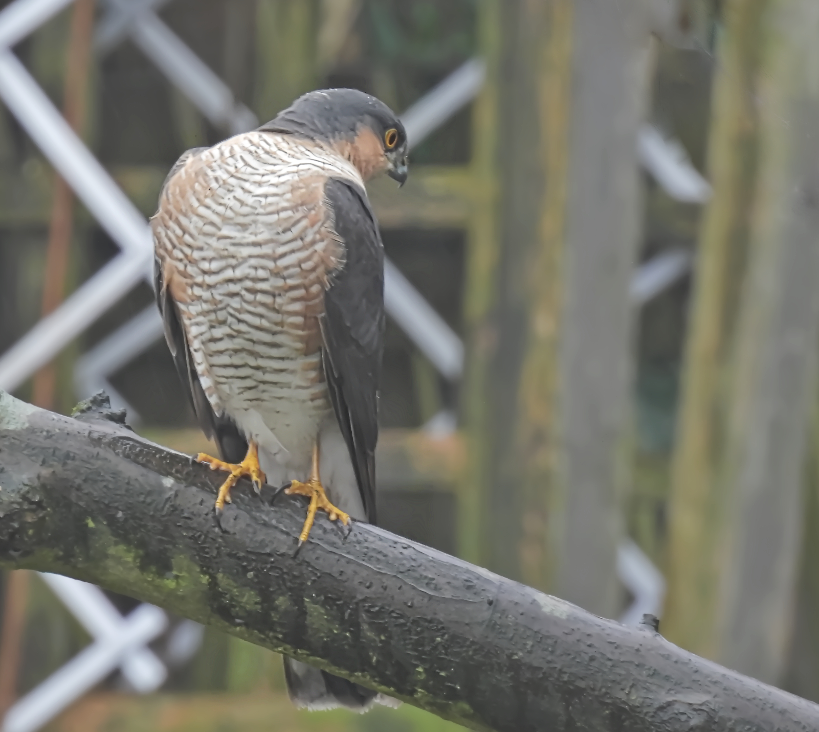 Sparrowhawk