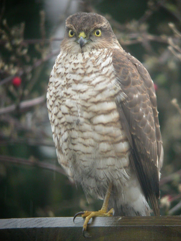 Sparrowhawk