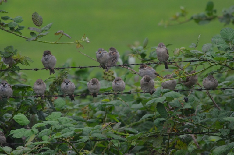 Sparrows