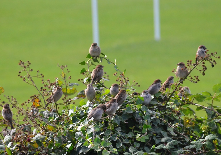 Sparrows