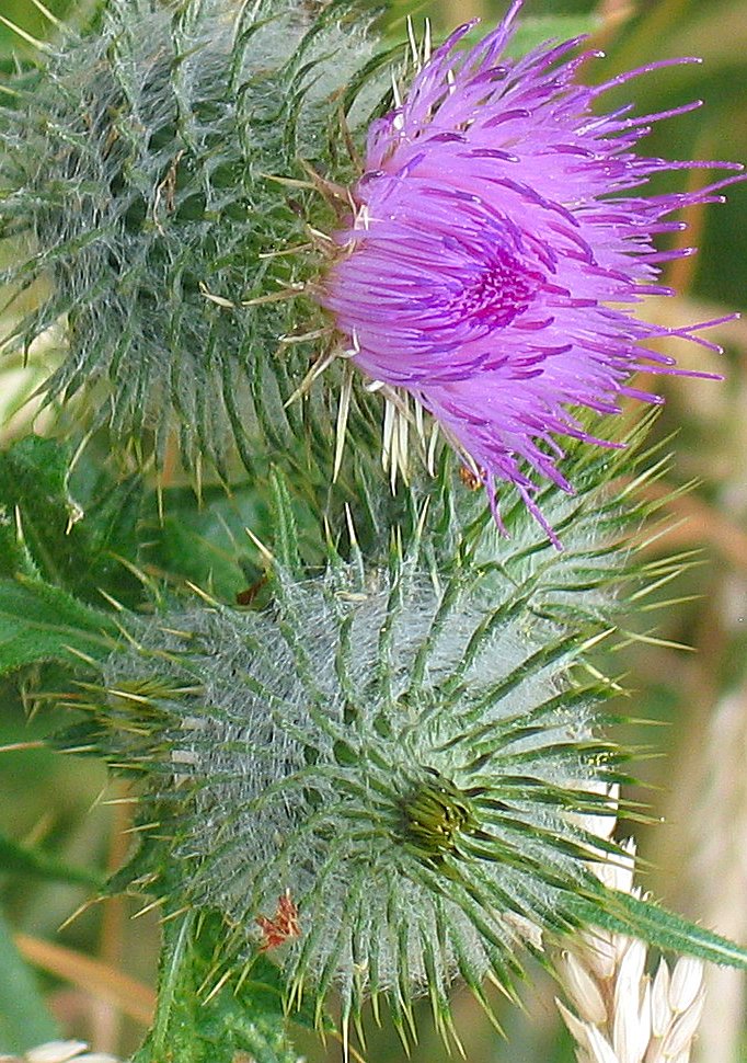 SPEAR THISTLE