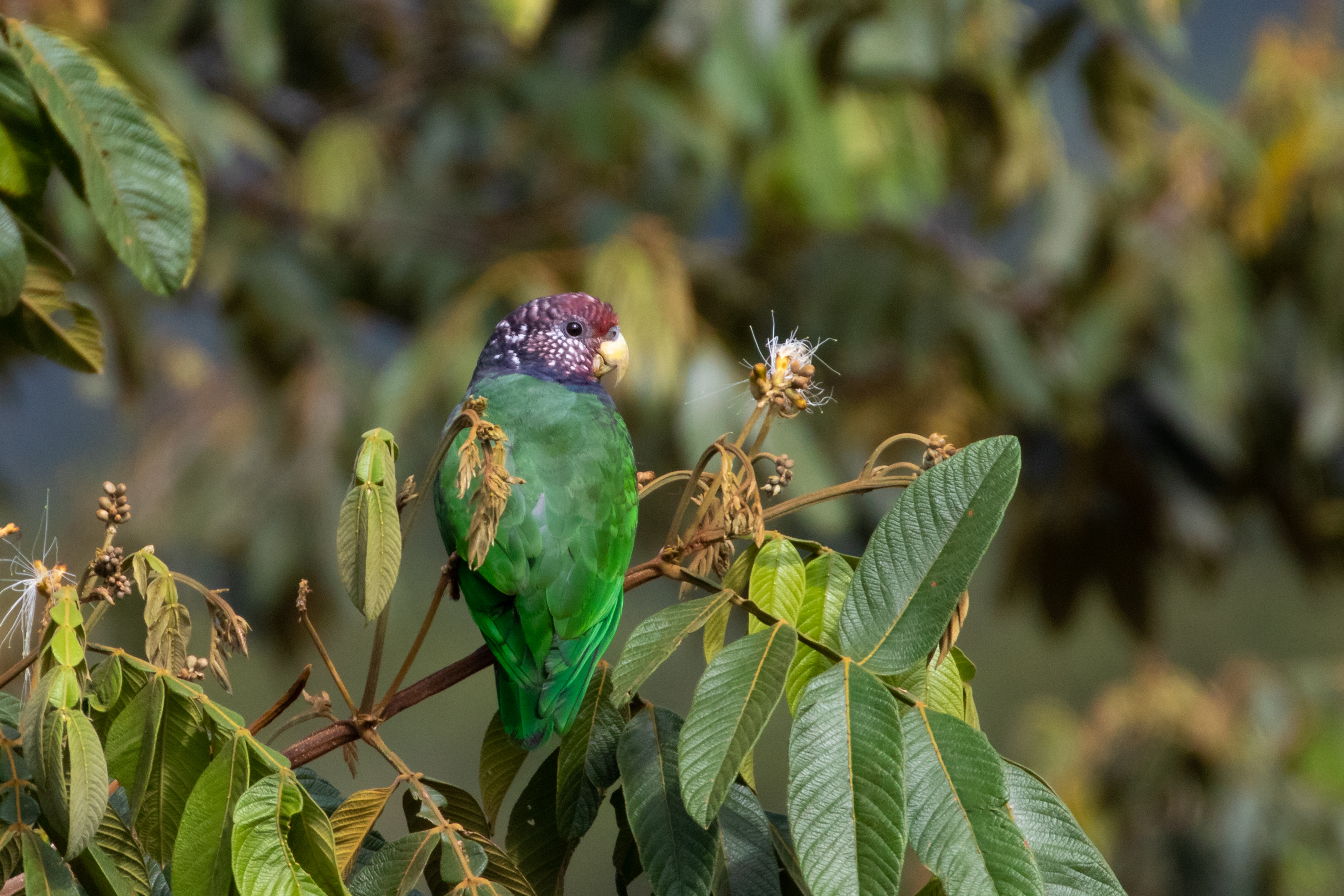 Speckle-faced Parrot