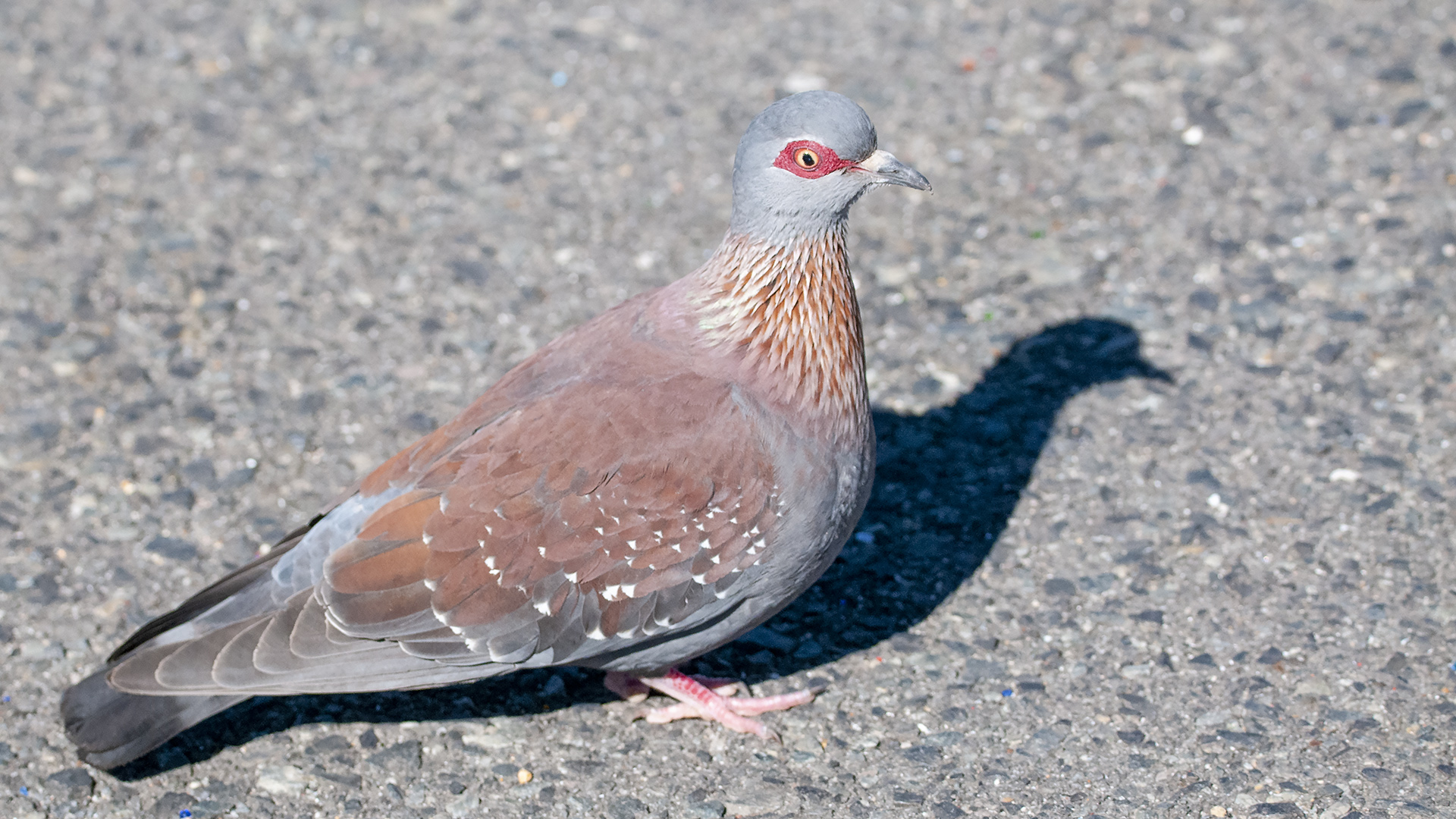 Speckled Pigeon