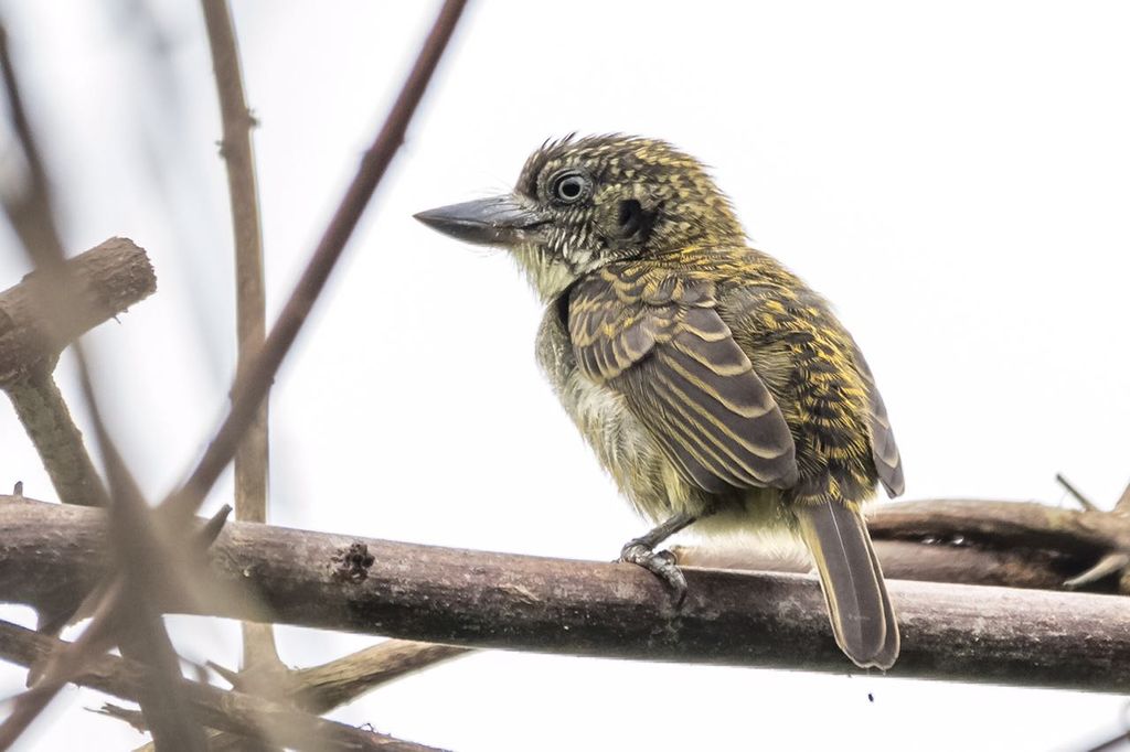 Speckled tinkerbird