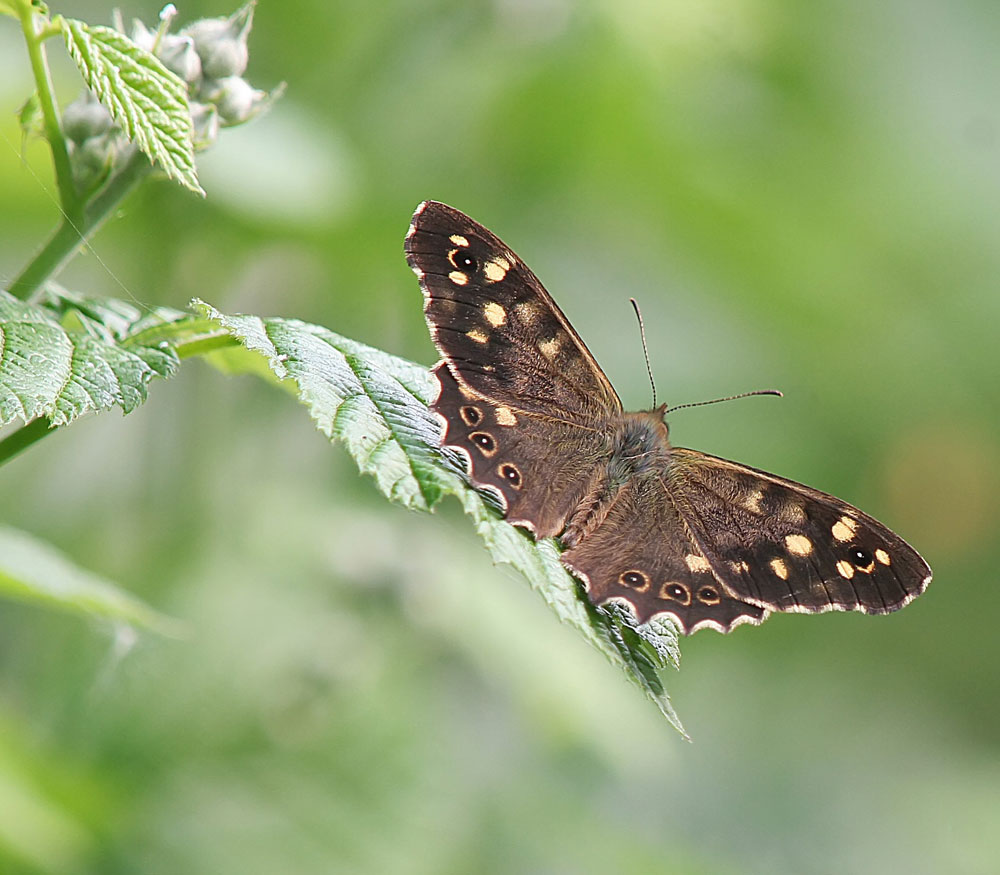 Speckled Wood - A Hedgerow Beauty