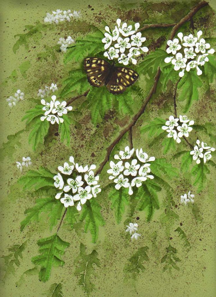 Speckled Wood and May blossom.