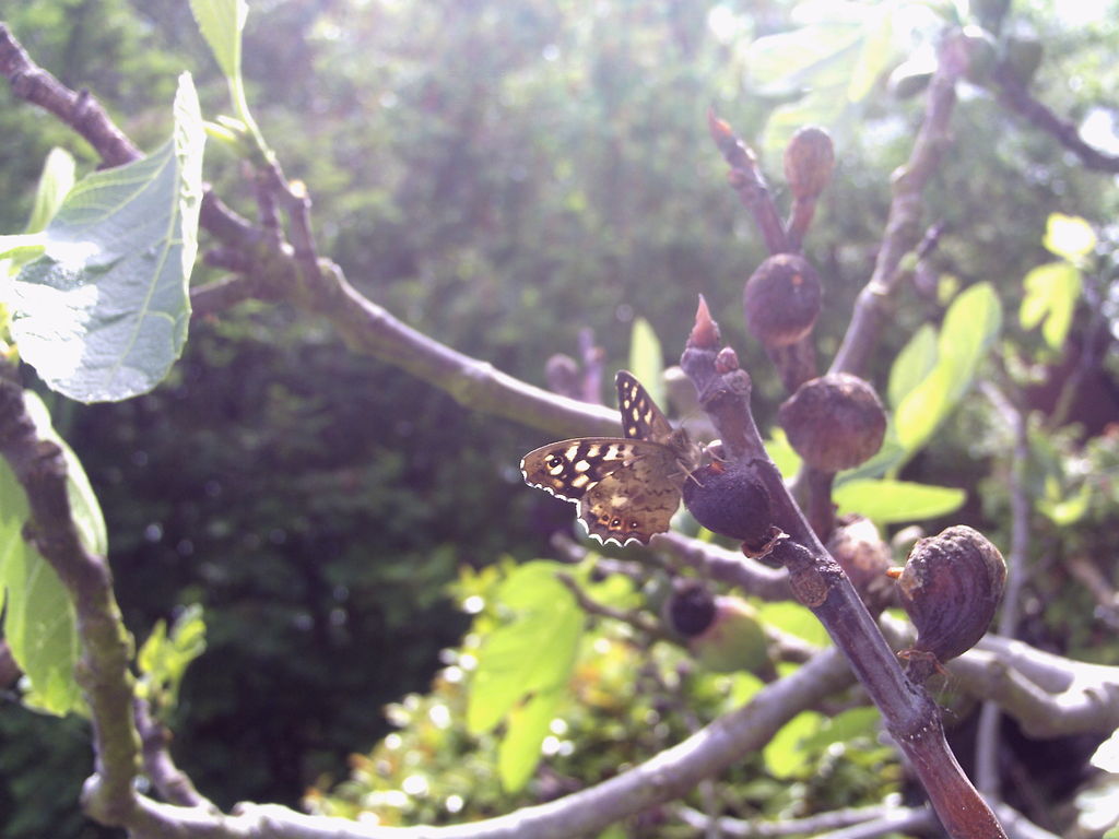 Speckled Wood Butterfly