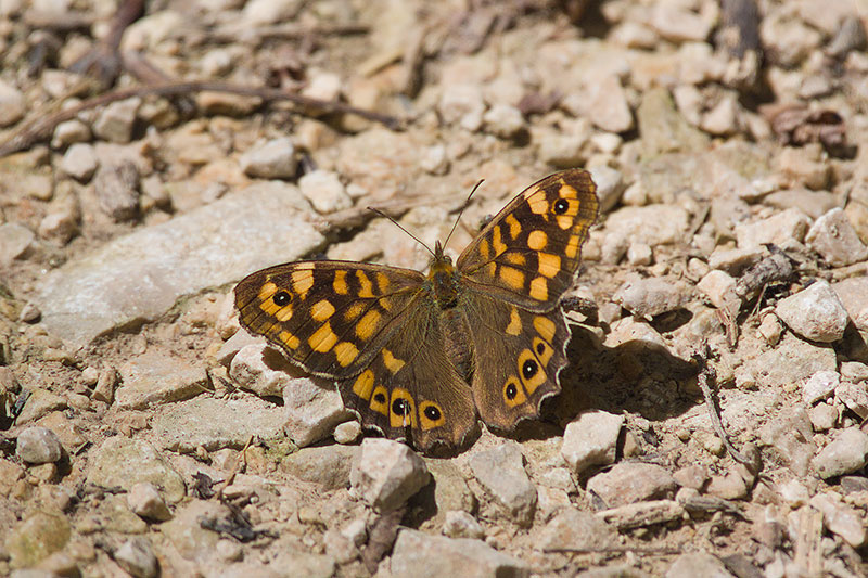 Speckled Wood