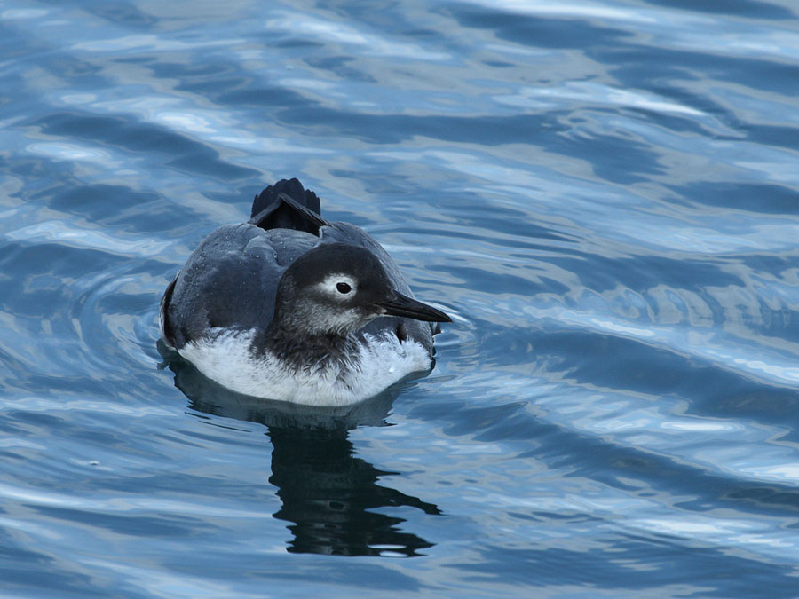 Spectacled Guilemot