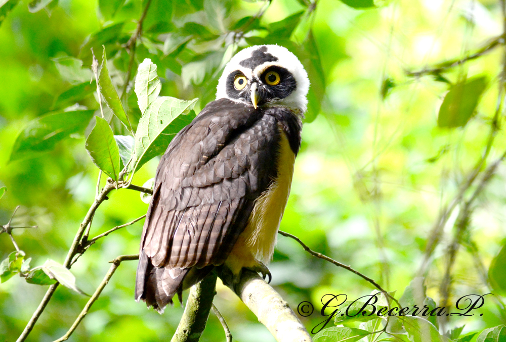 Spectacled Owl (Pulsatrix perspicillata)
