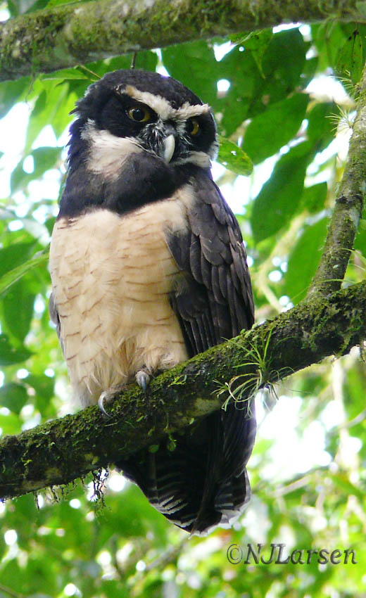 Spectacled Owl
