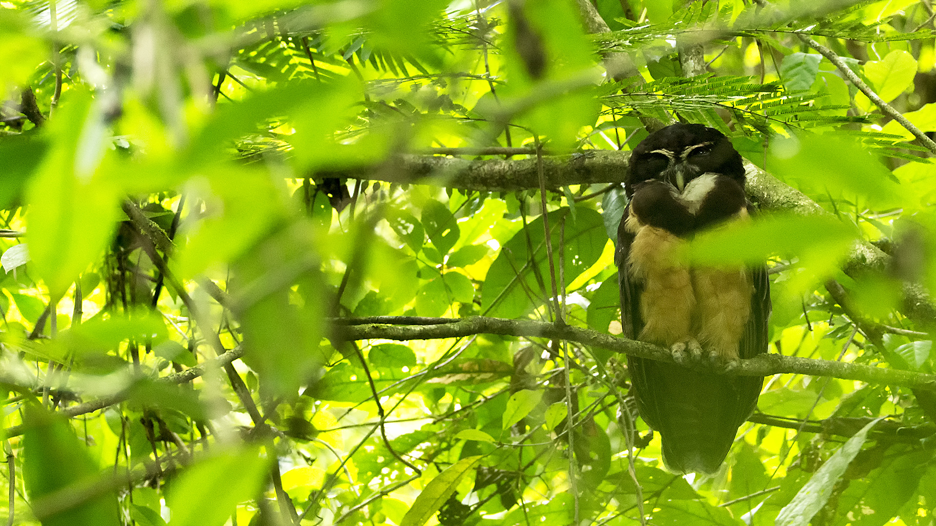 Spectacled Owl