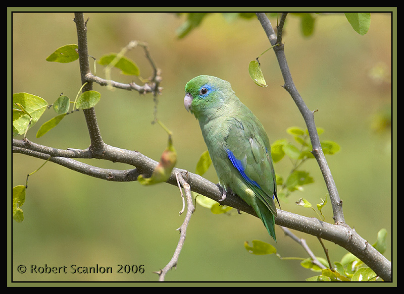 Spectacled Parrotlet