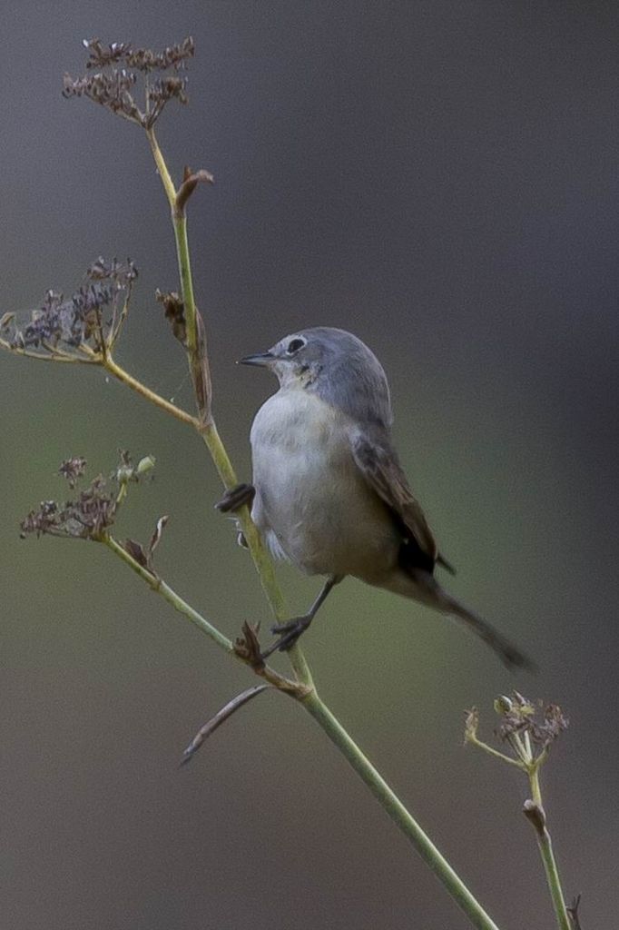 Spectacled Warbler