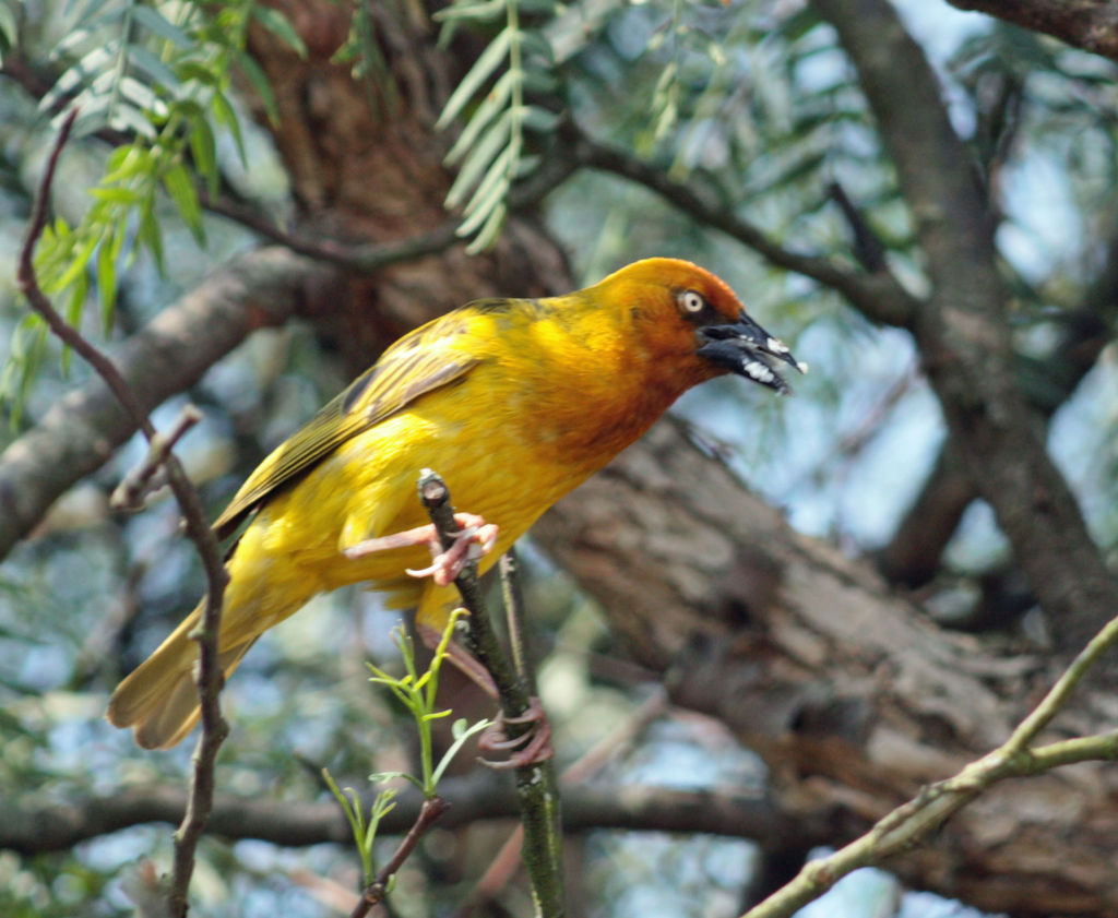 Spectacled Weaver