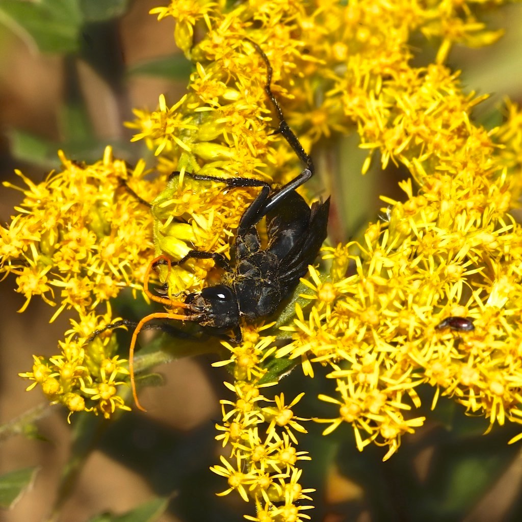 Spider Wasp