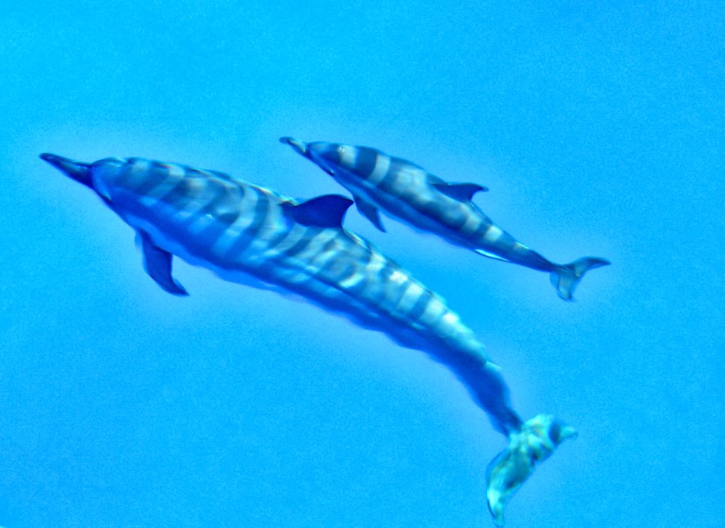 Spinner Dolphins, mother and calf, Napali Coast, Kauai, Hawaii, aug 23, 200