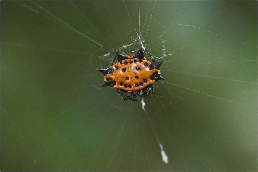 Spiny-backed Orbweaver