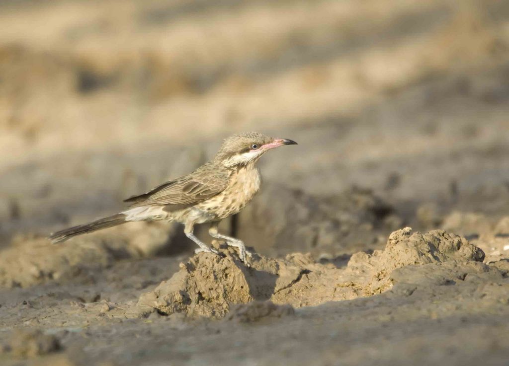 Spiny-cheeked Honeyeater