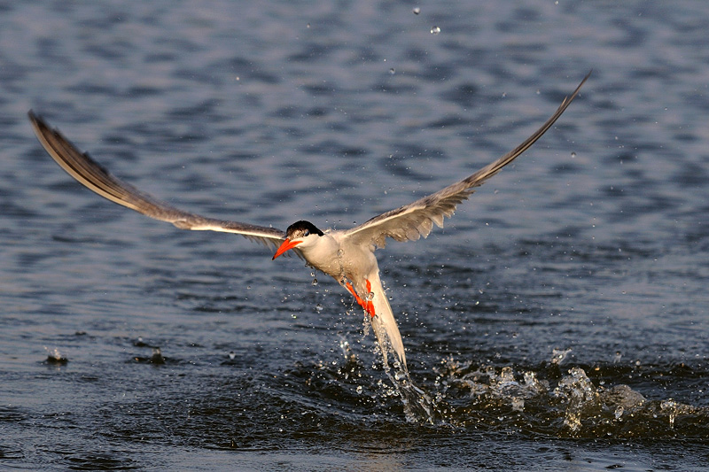 Splashing Tern