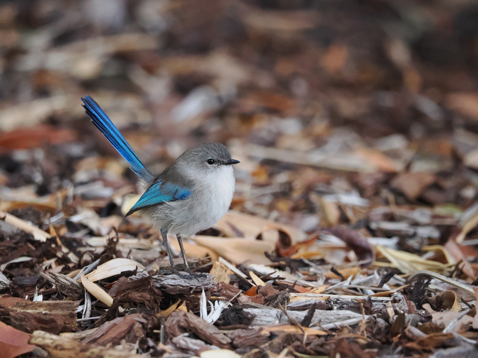 Splendid Fairy-wren, non-breeding male