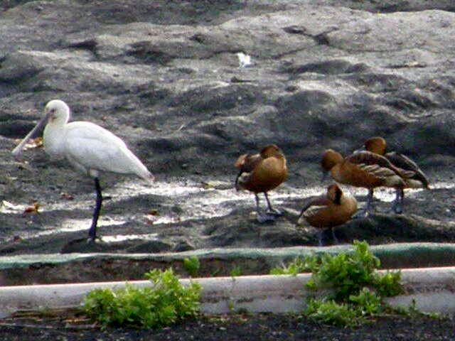 Spoonbill &amp; FulvousWhistling Ducks