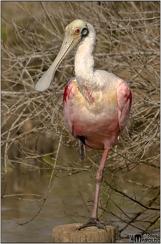 Spoonbill on Piling