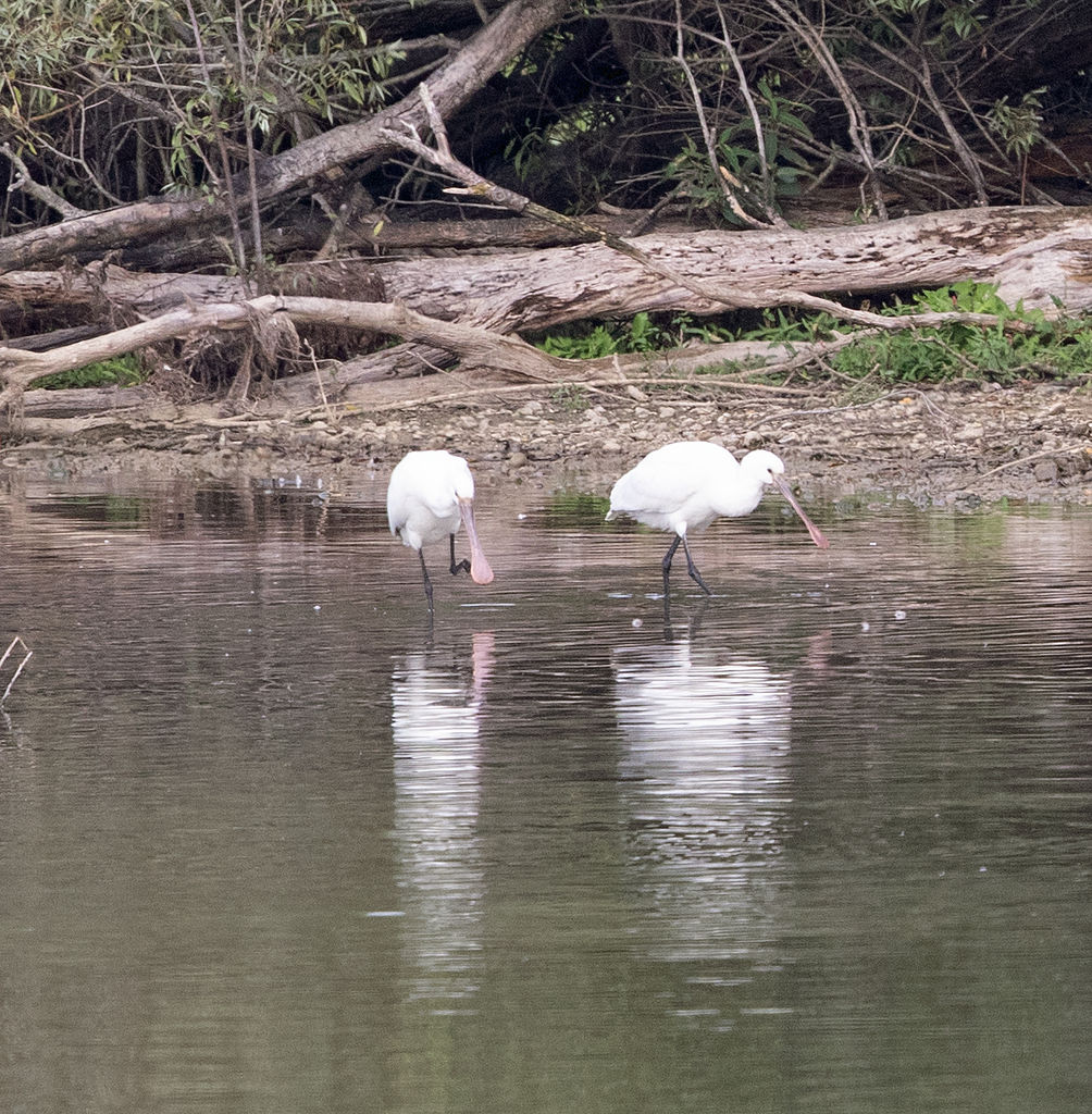 spoonbill