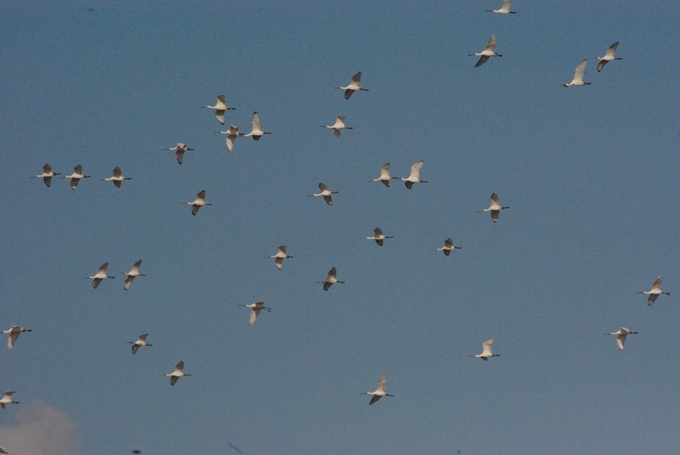 Spoons in flight